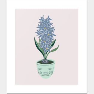 Hyacinth grows from a bulb in flowerpot Posters and Art
